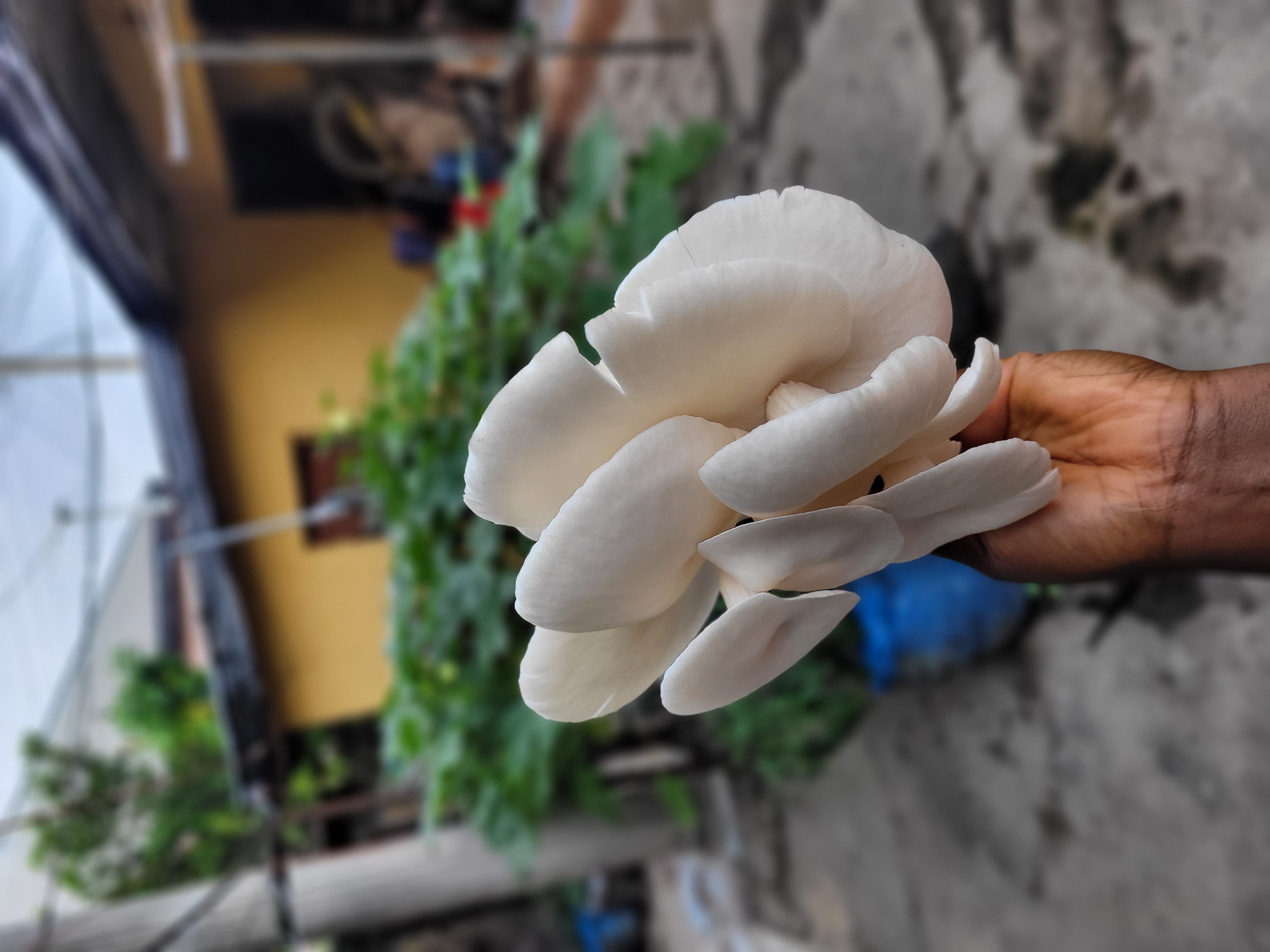 Fresh Oyster Mushrooms