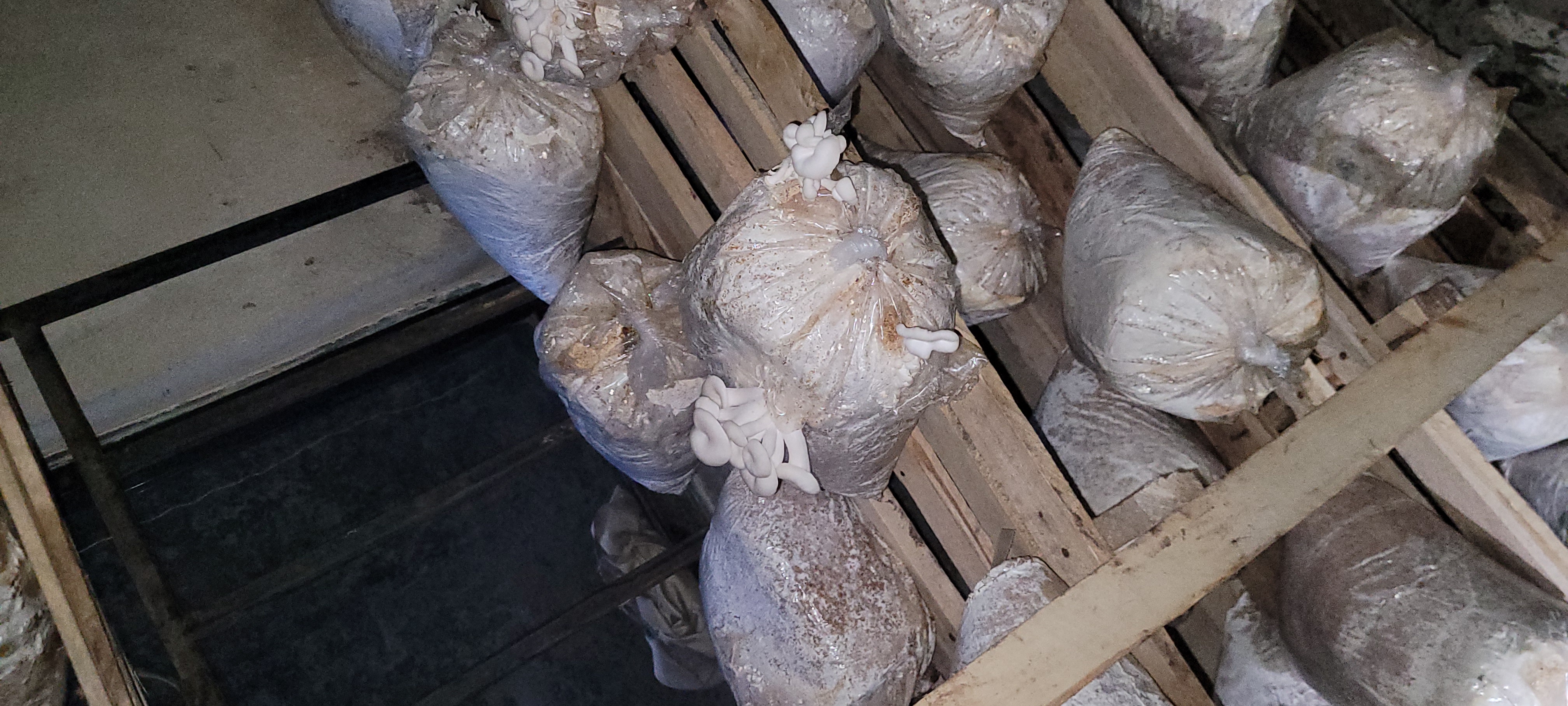 Substrate Production